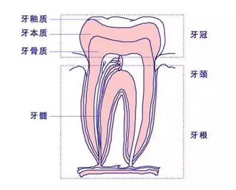 ݽṹ
